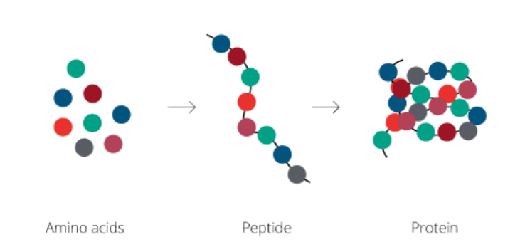 peptidos